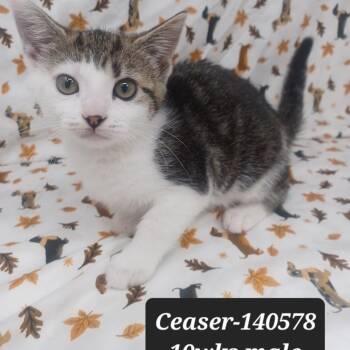 Domestic Short Hair Cats Available for Adoption in New Tazewell, Tennessee - Ceaser | PetCurious
