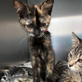 Tapatio -  Domestic Short Hair Cat for Adoption in Lakeland, Florida - Tapatio | PetCurious