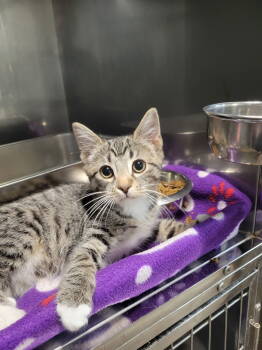 Rescue Tabby Cats for Adoption in Cuyahoga Falls, Ohio - Kitten Fizz | PetCurious