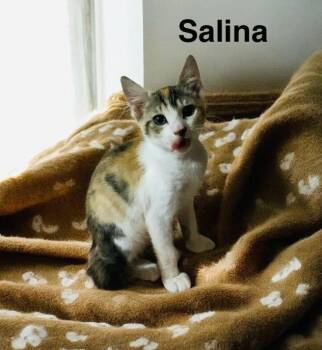 Rescue Domestic Short Hair Cats for Adoption in Lakeland, Florida - Salina | PetCurious