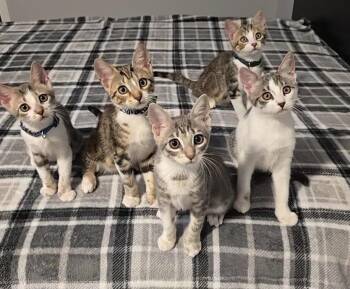 Lyle -  Domestic Short Hair Cat for Adoption in Sedalia, Colorado - Lyle | PetCurious
