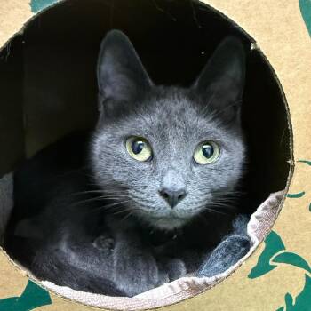 Lucy -  Domestic Short Hair Cat for Adoption in Fairport, New York - Lucy | PetCurious