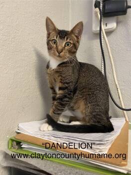 Rescue Abyssinian and Domestic Medium Hair Cats for Adoption in Locust Grove, Georgia - Dandelion-CCHS | PetCurious