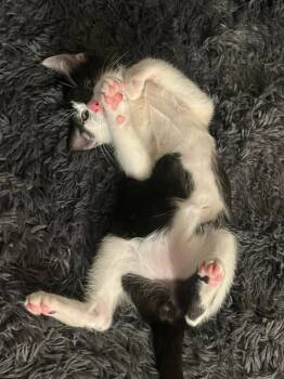 Ravioli -  Domestic Short Hair Cat for Adoption in Davis, California - Ravioli | PetCurious