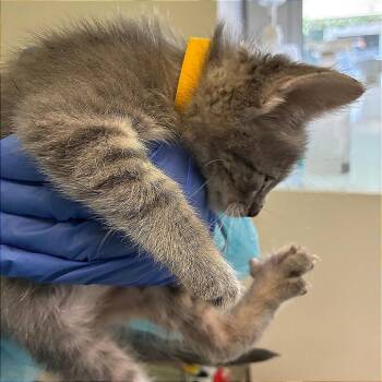 Nalla (yellow collar) -  Domestic Short Hair Cat for Adoption in Redwood City, California - Nalla (yellow Collar) | PetCurious