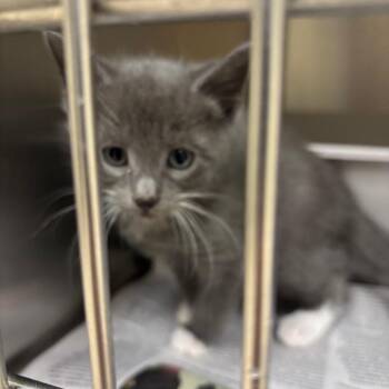 Alex -  Domestic Short Hair Cat for Adoption in Roxboro, North Carolina - Alex | PetCurious