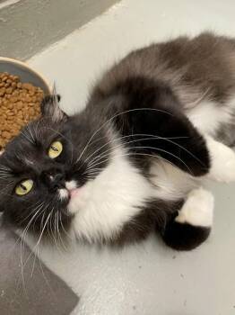 Duke -  Domestic Long Hair Cat for Adoption in Hayward, Wisconsin - Duke | PetCurious