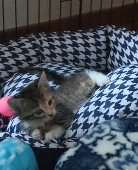 Toast -  American Shorthair Cat for Adoption in Utica, New York - Toast | PetCurious