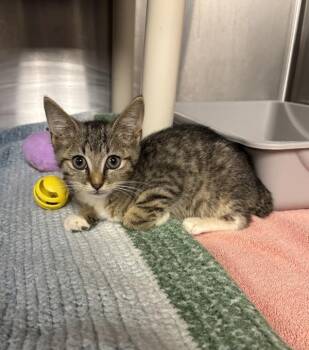 Rockette -  Domestic Short Hair Cat for Adoption in Richmond, Virginia - Rockette | PetCurious