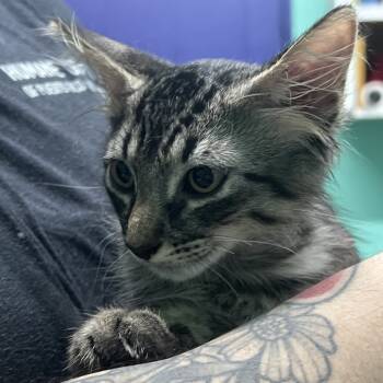 Rescue Domestic Medium Hair Cats for Adoption in Guaynabo, Guaynabo - Miko | PetCurious