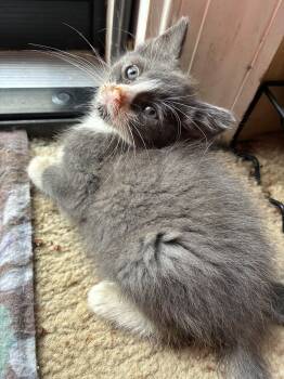 Raspberry Tart -  Domestic Short Hair Cat for Adoption in Bayonne, New Jersey - Raspberry Tart | PetCurious