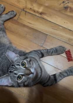 Rescue Domestic Short Hair and Tabby Cats for Adoption in Syracuse, New York - G-Dot | PetCurious