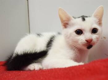 ROBIN -  Domestic Short Hair Cat for Adoption in Sacramento, California - ROBIN | PetCurious