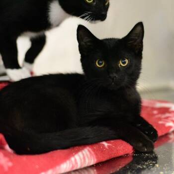Bing -  Domestic Short Hair Cat for Adoption in Idaho Falls, Idaho - Bing | PetCurious