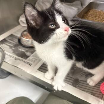 Fred -  Domestic Short Hair Cat Available for Adoption in Elberon, Virginia - Fred | PetCurious
