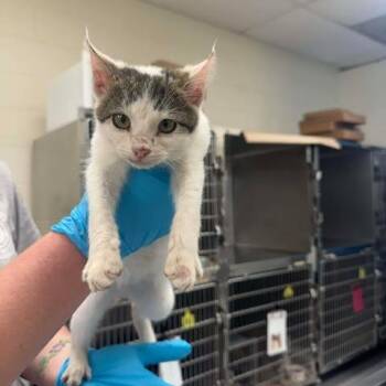 Domestic Short Hair Cats Available for Adoption - Dusty | PetCurious