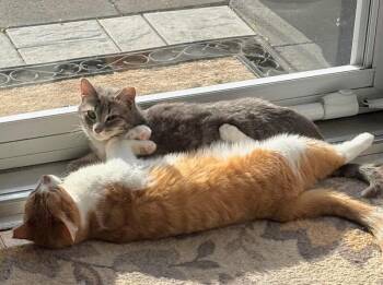 Domestic Short Hair Cats Available for Adoption in North Babylon, New York - Gracie | PetCurious