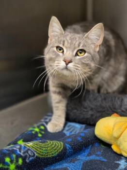 Domestic Short Hair Cats Available for Adoption - Tommi | PetCurious