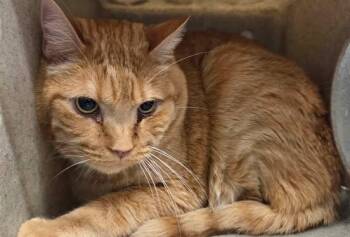 Domestic Short Hair Cats Available for Adoption in Fruit Heights, Utah - Sammy | PetCurious
