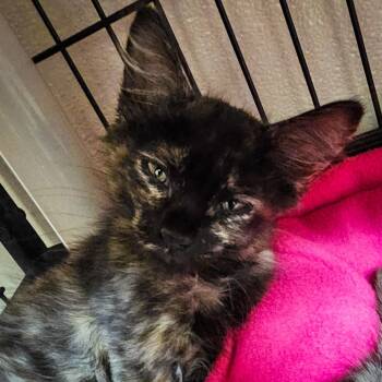 Donut -  Domestic Medium Hair Cat for Adoption in Columbus, North Carolina - Donut | PetCurious