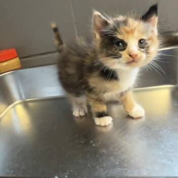 Domestic Short Hair Cats Available for Adoption in Tuscaloosa, Alabama - TUSC-Stray-84597_2 | PetCurious