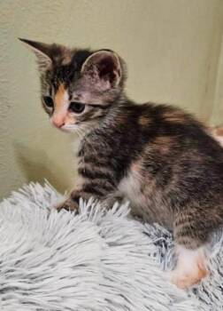 Rescue Calico Cats for Adoption in Plano, Texas - Bumblebee | PetCurious