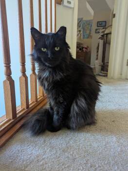 Rescue Domestic Long Hair Cats for Adoption in Brighton, New York - Major | PetCurious