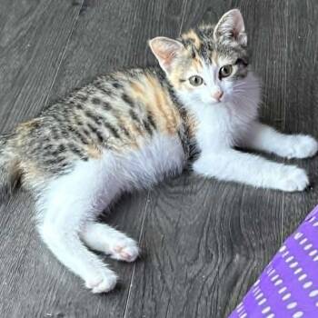 Marigold - Loves People -  Calico Cat for Adoption in Hamilton, Ontario - Marigold - Loves People | PetCurious