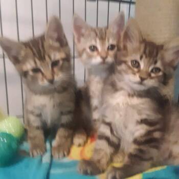 Domestic Short Hair Cats Available for Adoption in Gordonsville, Tennessee - Spirit | PetCurious