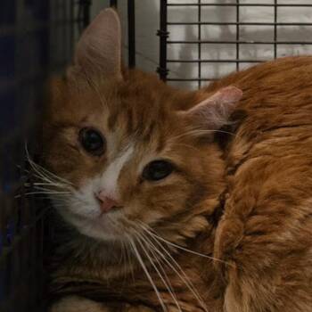 Wynona -  Domestic Long Hair Cat for Adoption in Grantsville, Utah - Wynona | PetCurious