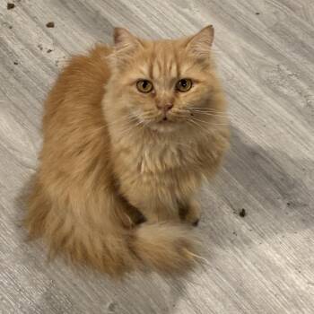Shalabo (long hair) -  Domestic Long Hair Cat for Adoption in Fairfax, Virginia - Shalabo (long Hair) | PetCurious