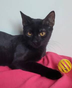 American Shorthair Cats Available for Adoption - Anais | PetCurious