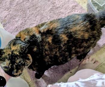 Betty (2025) -  Domestic Short Hair Cat for Adoption in Powder Springs, Georgia - Betty (2025) | PetCurious