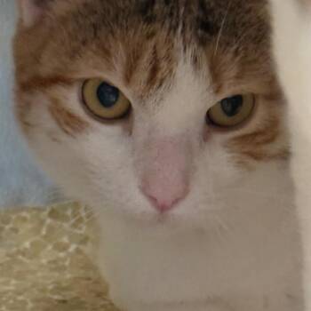 Domestic Short Hair Cats Available for Adoption - Gouda | PetCurious