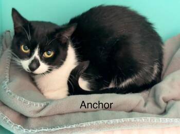 Domestic Short Hair Cats Available for Adoption - Anchor | PetCurious