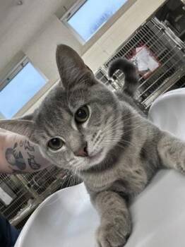 Audra -  Domestic Short Hair Cat for Adoption in Cincinnati, Ohio - Audra | PetCurious