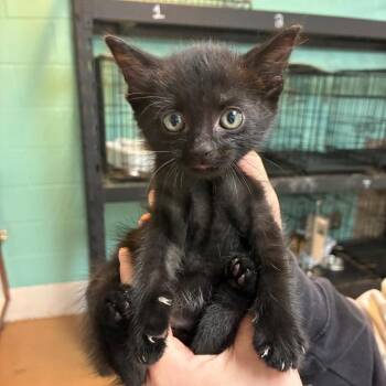 Kitty Puffs -  Domestic Short Hair Cat for Adoption in Gadsden, Alabama - Kitty Puffs | PetCurious