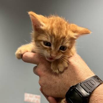 Hendrix -  Domestic Short Hair Cat for Adoption in Chattanooga, Tennessee - Hendrix | PetCurious