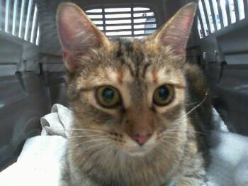 A1269076 -  Domestic Short Hair Cat for Adoption in Charlotte, North Carolina - A1269076 | PetCurious