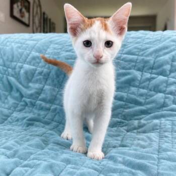 Duck -  Domestic Short Hair Cat for Adoption in Houston, Texas - Duck | PetCurious