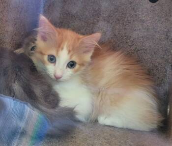 Rescue Domestic Medium Hair Cats for Adoption in Douglasville, Georgia - Sol | PetCurious