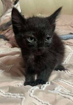 Rescue Domestic Short Hair Cats for Adoption in Johnson City, Tennessee - Sparrow | PetCurious