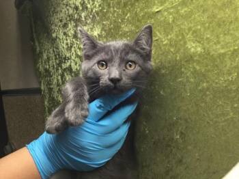 INDIGO -  Domestic Short Hair Cat for Adoption in Riverside, California - INDIGO | PetCurious