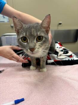 Jessie -  Calico Cat for Adoption in Liverpool, New York - Jessie | PetCurious