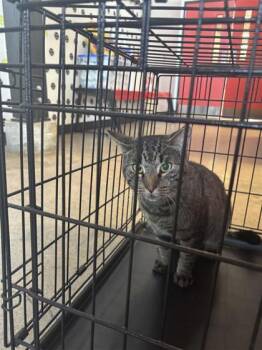 Rescue Domestic Short Hair Cats for Adoption in West Chester, Pennsylvania - Apple Cider | PetCurious