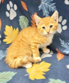 Huey -  Domestic Short Hair Cat Available for Adoption in Edinburg, Virginia - Huey | PetCurious