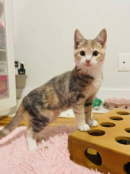 Rescue Domestic Short Hair Cats for Adoption in Denver, Colorado - Michi | PetCurious