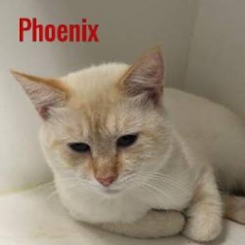 Phoenix -  Siamese Cat for Adoption in Pleasantville, New Jersey - Phoenix | PetCurious