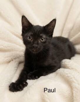 Paul -  Bombay and Domestic Short Hair Cat for Adoption in Wyandotte, Michigan - Paul | PetCurious