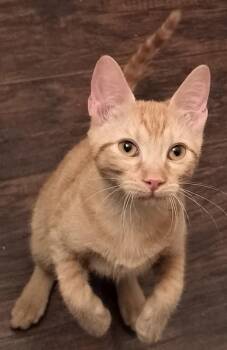 Nemo Girl -  Domestic Short Hair and Tabby Cat for Adoption in Frisco, Texas - Nemo Girl | PetCurious